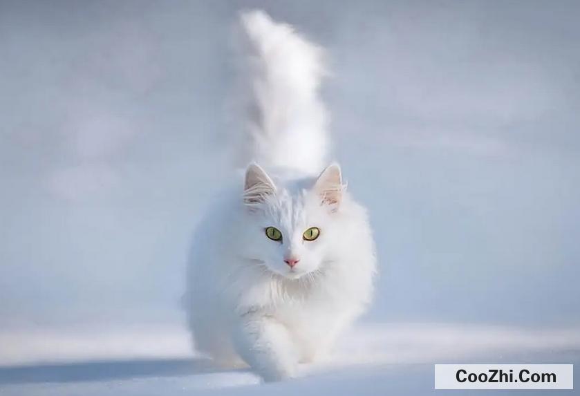 猫咪肾衰有哪些危害