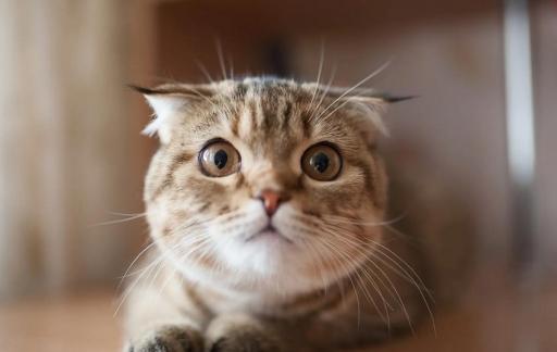 猫抖着尾巴向后滋尿怎么解决