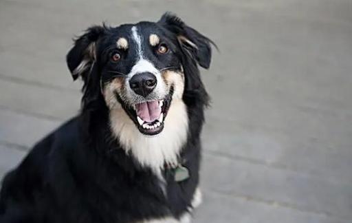 牧羊犬一般喜欢吃什么食物