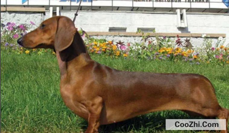 腊肠犬的价格和饲养方式