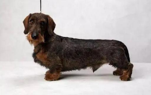 腊肠犬的价格和饲养方式