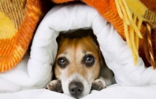 狗狗怕冷是真的吗