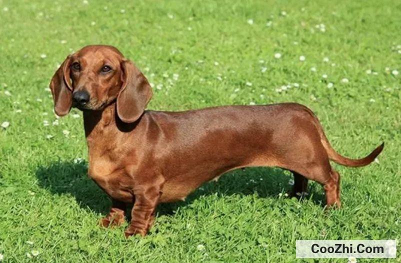 腊肠犬的价格和饲养方式