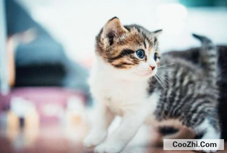 五个月的小猫被配了怎么办