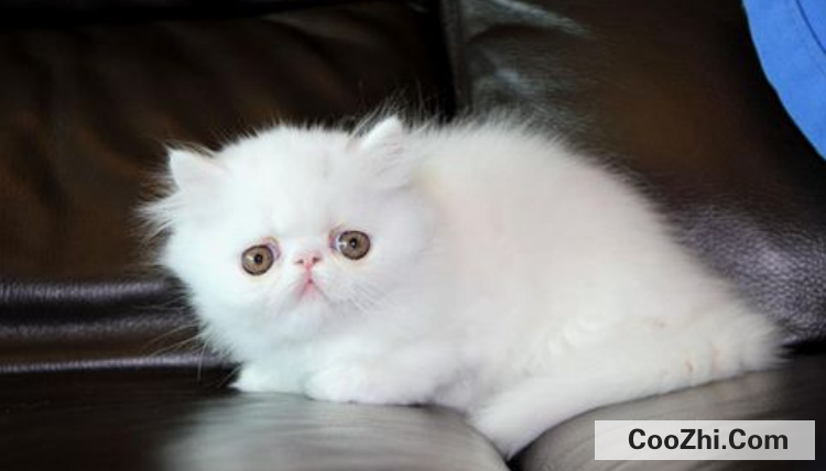 五个月的小猫被配了怎么办