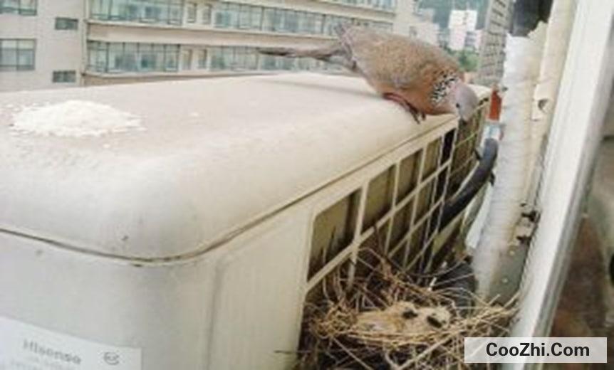怎么训练斑鸠认主人