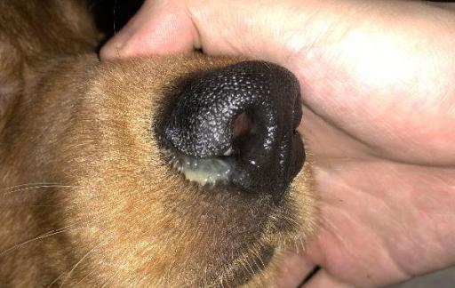 狗狗一个鼻孔流黄鼻涕是怎么回事
