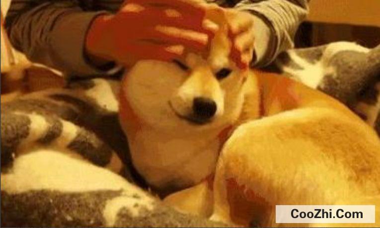 怎么和狗狗培养感情