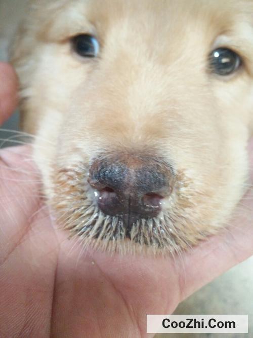 狗狗一个鼻孔流黄鼻涕是怎么回事