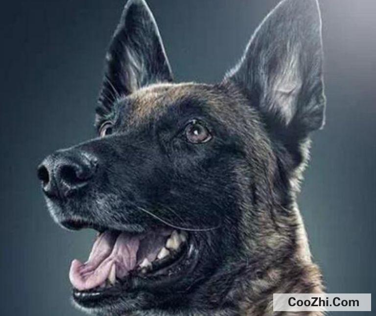 为什么马犬不合适家养
