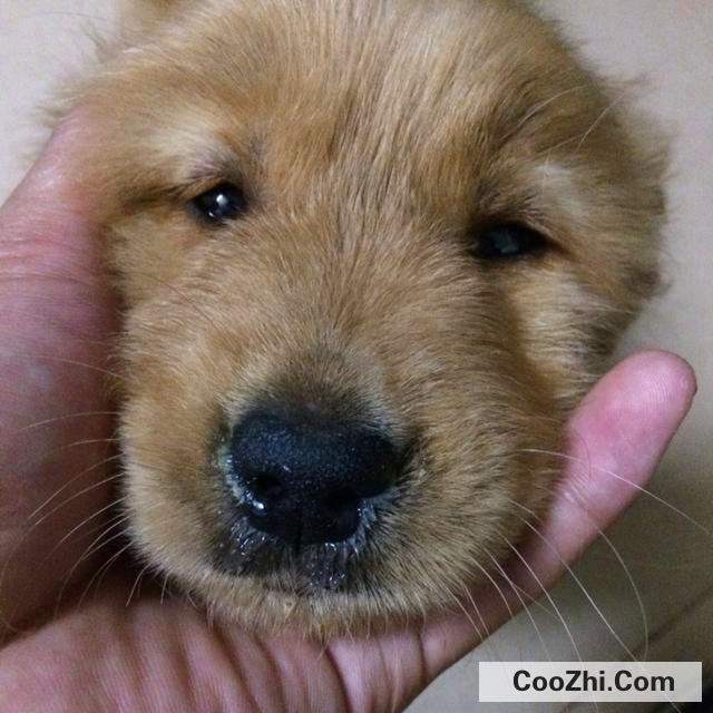 狗狗一个鼻孔流黄鼻涕是怎么回事