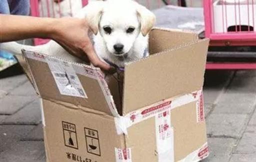 如何快递宠物到别的城市
