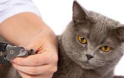 怎样给猫咪剪指甲最正确