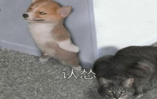 猫咪乱尿怎么办