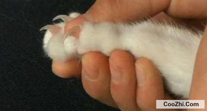 怎样给猫咪剪指甲最正确