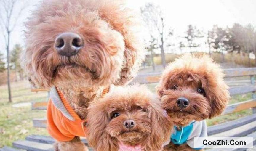 养泰迪犬有什么坏处