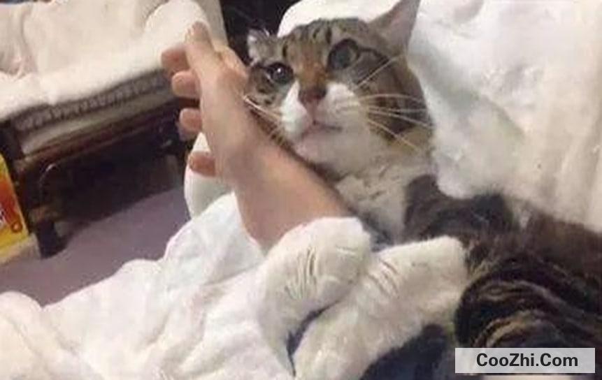 如何判断猫咪喜欢你？