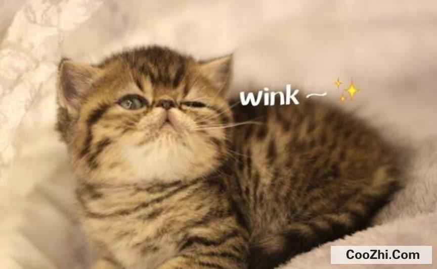 如何判断猫咪喜欢你？