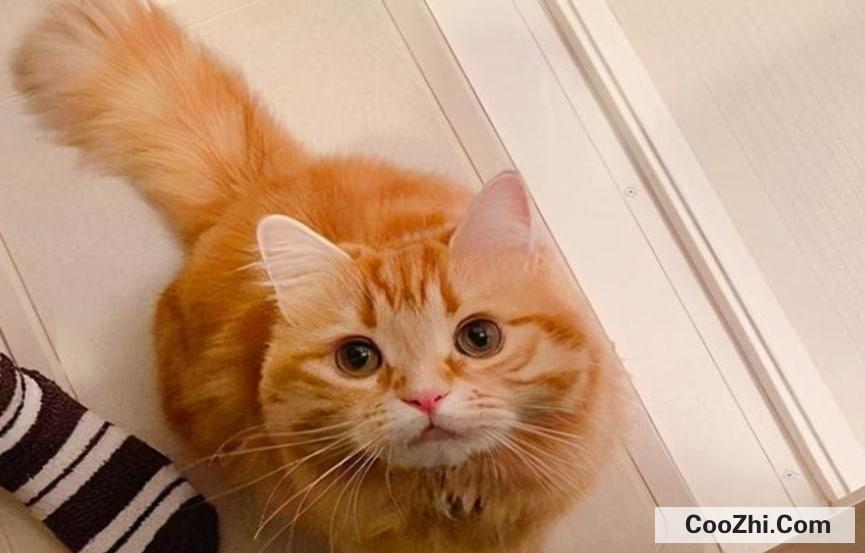 如何判断猫咪喜欢你？