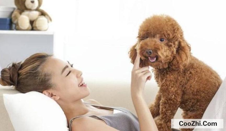 养泰迪犬有什么坏处