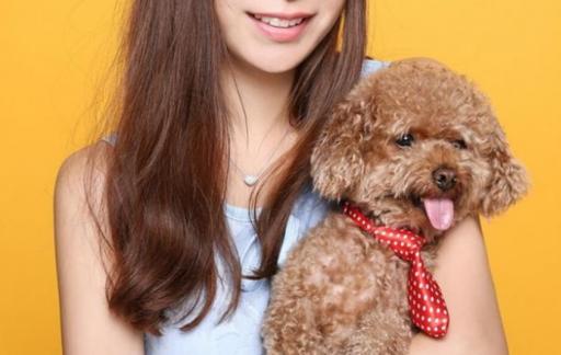 养泰迪犬有什么坏处