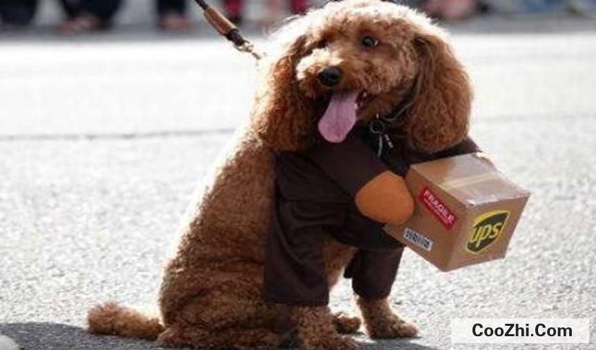 养泰迪犬有什么坏处