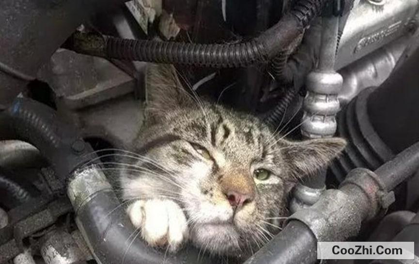 猫钻进汽车引擎盖怎么办