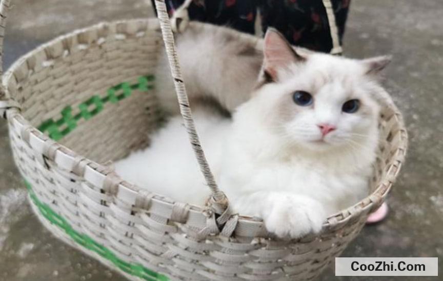 怎样正确溜猫咪