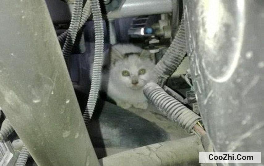 猫钻进汽车引擎盖怎么办