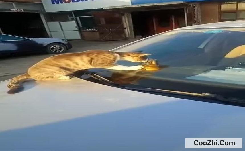 猫钻进汽车引擎盖怎么办
