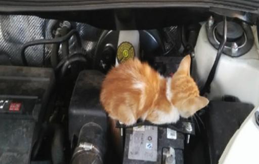 猫钻进汽车引擎盖怎么办