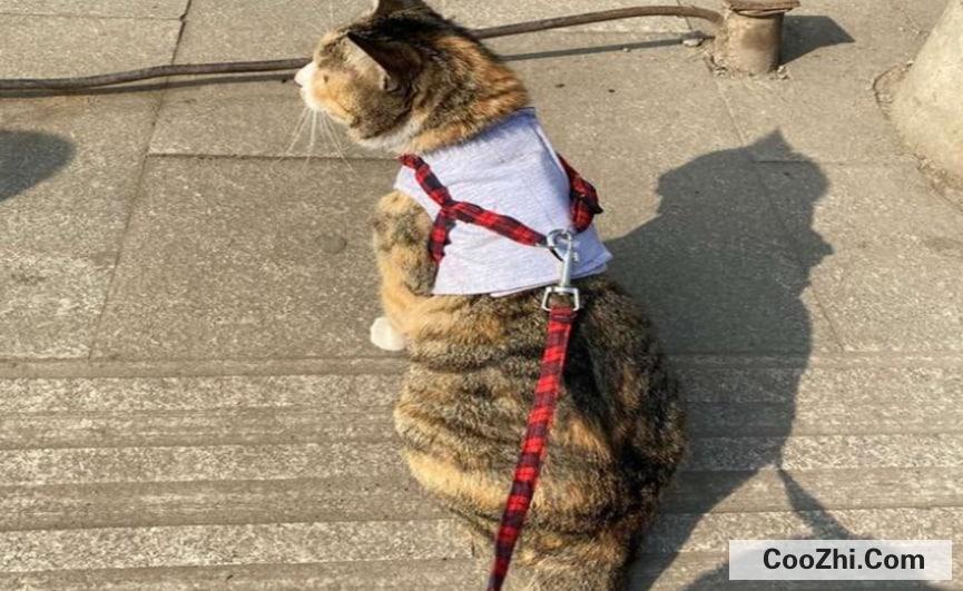 怎样正确溜猫咪