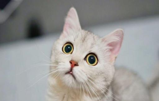 如何识别猫的情绪