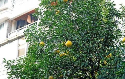 怎么种橘子树