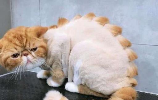 防止猫脱毛有什么办法