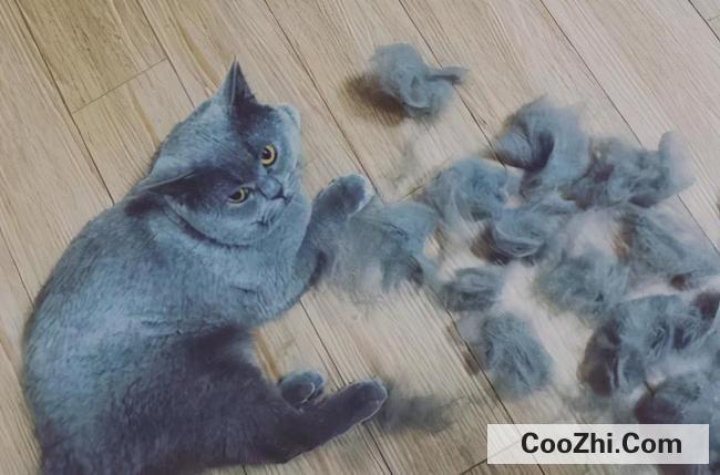 防止猫脱毛有什么办法