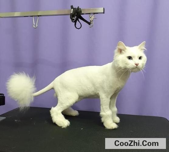 防止猫脱毛有什么办法