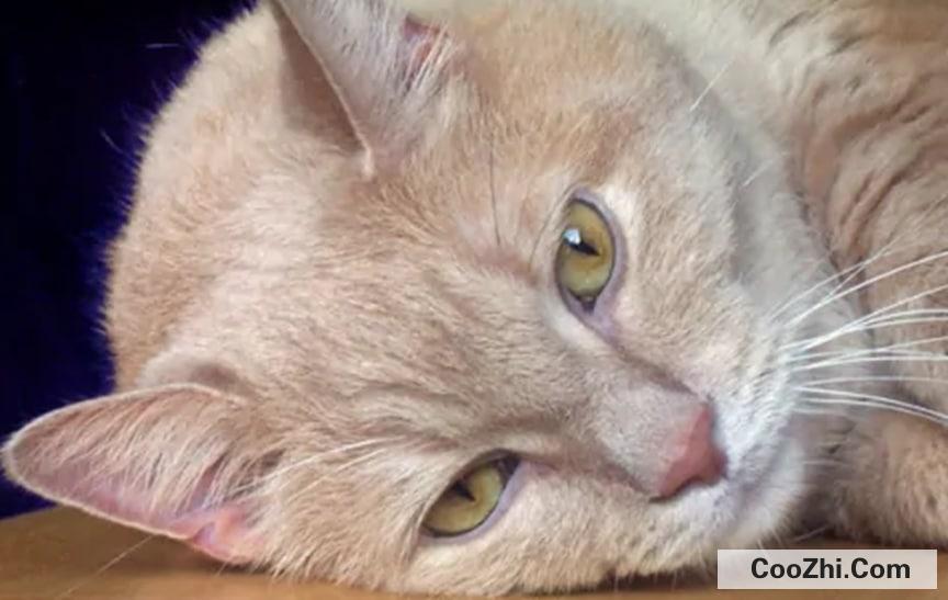 猫的情绪该如何识别