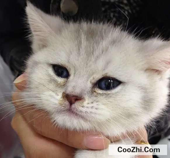 猫鼻支都有哪些症状
