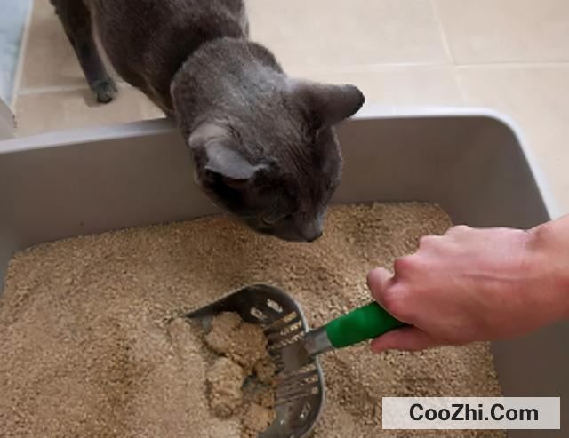 猫咪拉稀怎么办