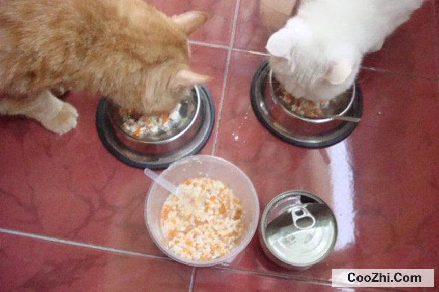 自制猫粮的做法