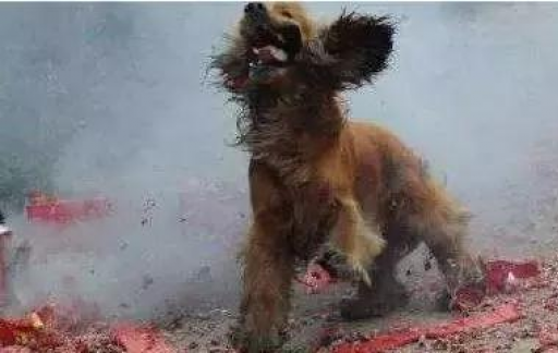 狗狗被鞭炮吓到了怎么办