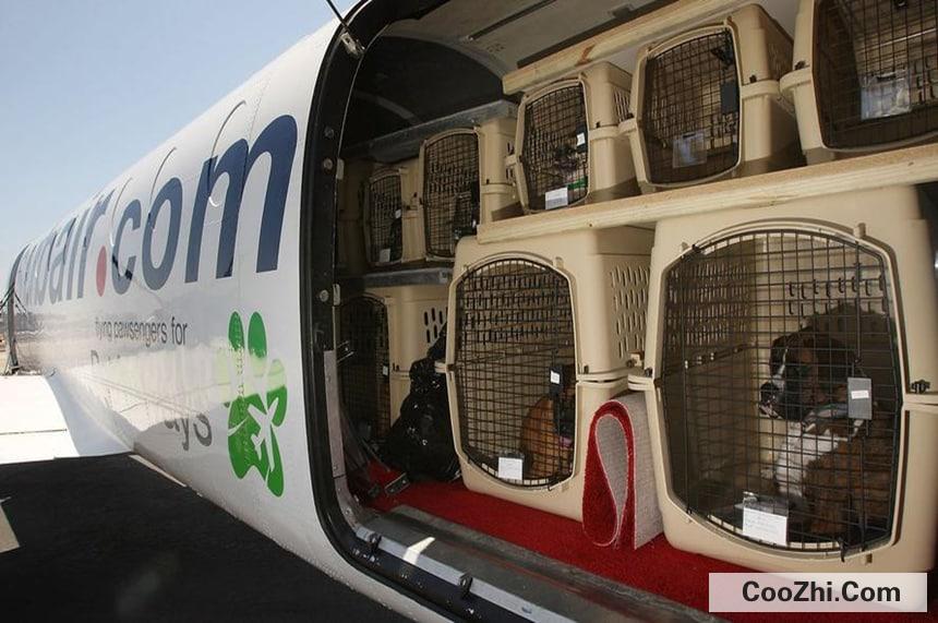 跨国航班怎么托运宠物