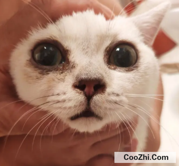 猫鼻支都有哪些症状
