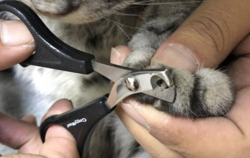 怎么给猫咪剪指甲