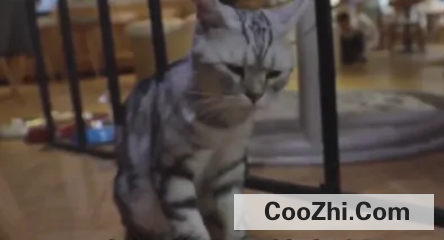 猫咪乱拉怎么办