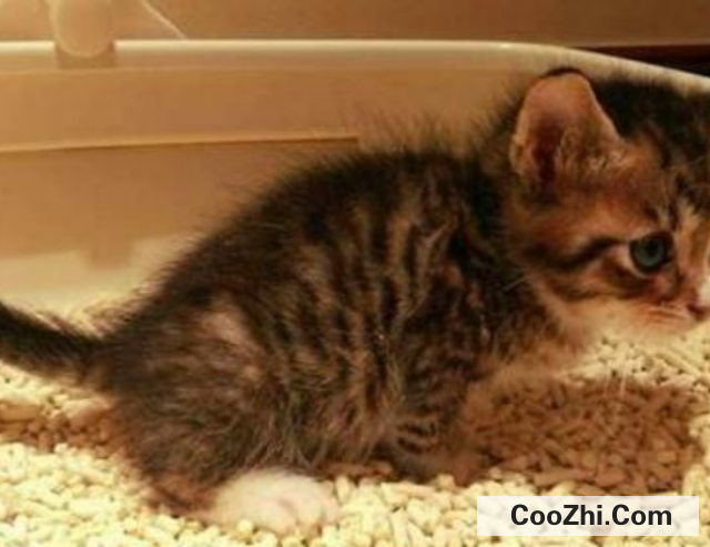 猫咪拉稀怎么办