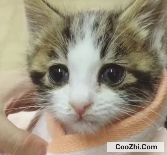 猫鼻支都有哪些症状