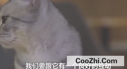 猫咪乱拉怎么办