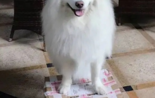 如何快递狗狗到异地
